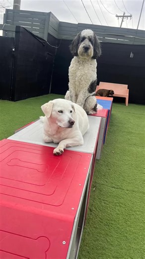 Animal People Company on Instagram: "Constantly upgrading their modeling portfolios, say “treats!”. #dogsofinstagram #dogdaycare #dogboarding"