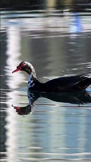 Muscovy morning swim #florida #nature #wildlife #backyard #ducks
