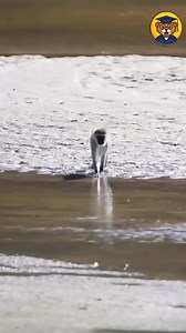 19K views · 299 reactions | Did You Know These 8 Incredible Animal Facts and Secrets! #AnimalFacts #Wildlife #wildlifeplanet #facts #animalfacts #animallife #shorts | Be Animal Facts | Facebook