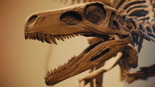 How Old Are The Oldest Dinosaur Fossils Ever Found?