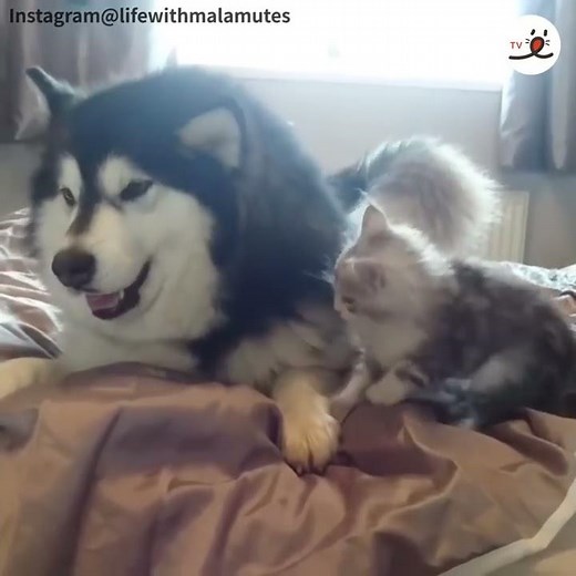 Alaskan malamute and a kitten fight