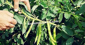 ¿Cómo Cultivar Limequat Con Éxito En La Región Mediterránea? 🌿 Todo Sobre Jardinería Y Diseño De Jardines - 2025