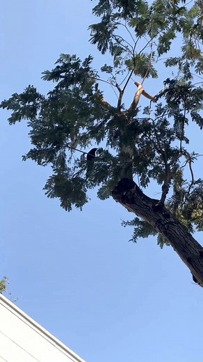 12 reactions | Buhay pa kami !!! #life #crow #thecrow #buhaypa #viral #trending #trend #viralreels #meme #memes #walalang #bwahaha #memesfunny #wagtakutin | Mang Kulitan Video Blogs | Facebook