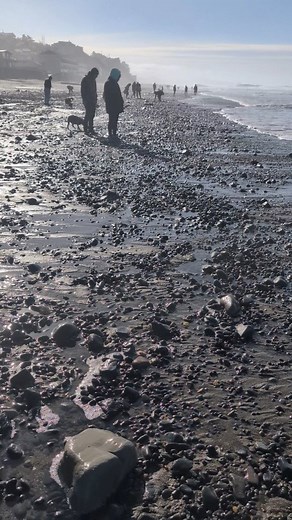 Zombies Invading the Beaches! 😱 #zombie #nature #ocean #naturephotography #exploremore #explorepage #exploretheworld #oceanlife #sea #sealife #pnw #pnwvibes #pnwlife #oregoncoast #oregon #oceanlife #naturelovers #naturevibes #scenic #fbreels #reels #reelsinstagram #reelsfb #viral #fyp #shorts #shortvideo #sunfish #beach #outdoors #outdoorrecreation #wildlifeeducation #wildlife #kingtides #traveloregon | Brian Stone