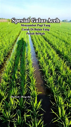 𝐏𝐮𝐚𝐬𝐚 𝐊𝐞 𝟒, 𝐔𝐬𝐢𝐚 𝟐𝟐 𝐇𝐬𝐭. Minggu 22 Februari 2026 . . . #canada #outdoorevent #ontario #roadtrip #nostalgia #treasurehunt #saturdaymarket #relaxation #neighborhoodsale #weekendfun #foodevent #localeats | Bung Amr