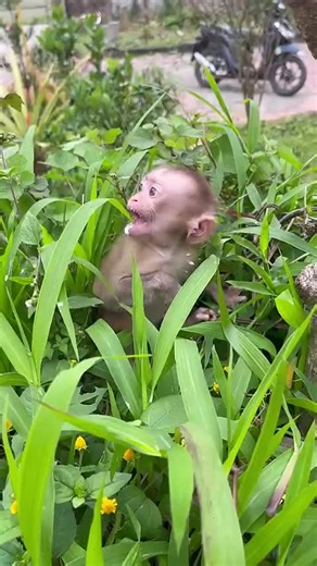 #monkeytrend #monkeybaby