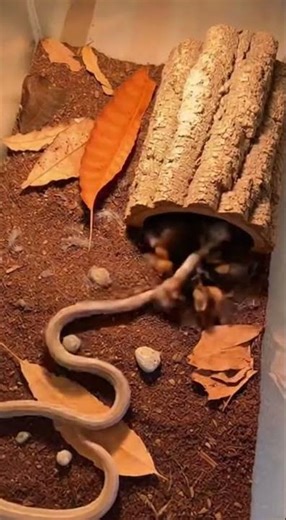 Bear vs Giant Scorpion – Terrarium Survival Moment #animalworld #wildanimals #animalvideos #wildlife