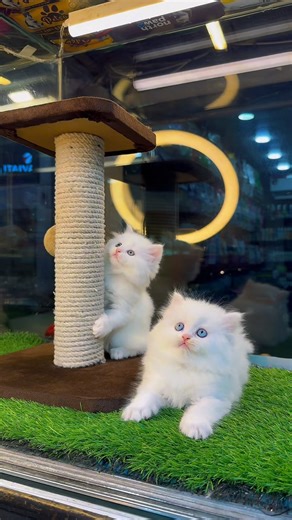 Pets point on Instagram: "🤍🐾 Rare Snow-White Persian Sibling Pair Available ✨ We’re delighted to introduce something pure, elegant, and truly royal from Pets Point — two stunning Snow-White Persian kittens, now available for loving forever homes. These beautiful siblings are 45 days old, blessed with very big, broad bone structures, strong body frames, and well-balanced Persian faces. Their coats are pure snow white from head to tail — thick, fluffy, and absolutely spotless. ✨ Meet the Duo: 🤍