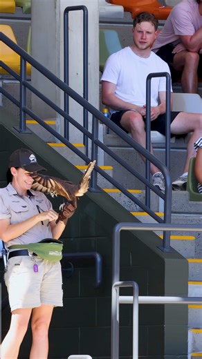 Zookeeper In Khaki Uniform Handling Falcon Stock Footage SBV-354262410 - Storyblocks