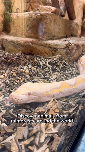 Rainforest Adventures Discovery Zoo on Instagram: "Psssst….Full Ssssscale adventure ahead! 🐍 Visit and learn about tropical species from rainforests around the world! 📍 Rainforest Adventures Discovery Zoo Sevierville, TN #rainforestadventureszoo #smokymountains #mypigeonforge #visitsevierville #gatlinburg #snake #zoobaby"