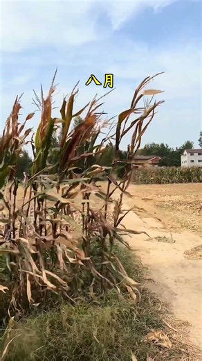 A Life is Just Dozens of Seasons | 人这一辈子 不过几十个四季轮回