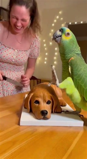 Parrot Comedy Gone Wild – Cat & Dog Can’t Stop Reacting 😂