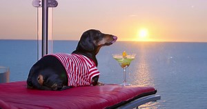 it’s lookin’ more appealing ☀️ #fyp #fypシ #djdog #dj #dance #animalsoftiktok #animals #dogsoftiktok #dogs