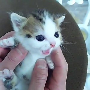 4.4M views · 16 reactions | Good morning! ❤ | Purrtacular | Facebook