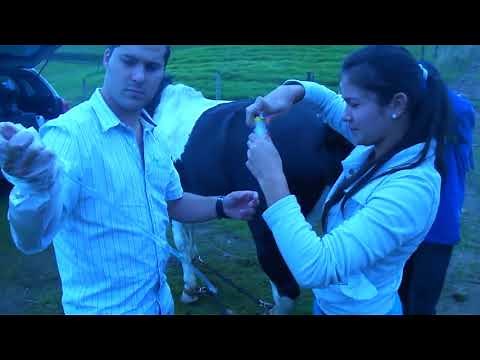 a new style horse breeding