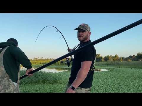 Central Florida large aligator hunt and bait rigging 🐊