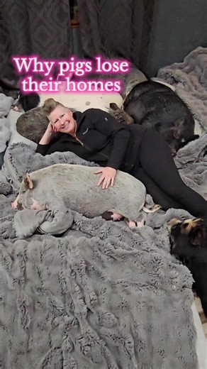 Why Pigs Lose Their Homes: The Importance of Care