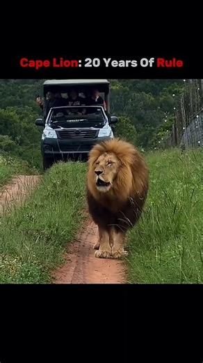 Why the Massai Lion Ruled For Years