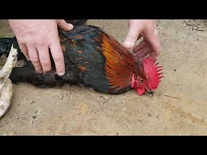 How to hypnotize a rooster! Rooster Hypnotized! DIY! Hypnosis line