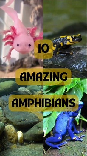 Meet the World's Most Amazing Amphibians #amphibians #shortsfeed #rmlearning