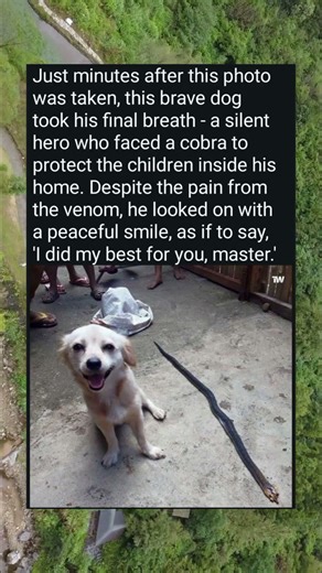 Just minutes after this photo was taken, this brave dog took his final breath#shorts #viral