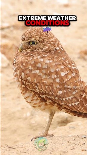 How Animals Survive Extreme Weather Conditions ❄️