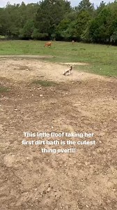 25K views · 1.1K reactions | Baby donkeys take the cute cake I tell ya! #minidonkeys #miniaturedonkeys #babydonkey #cutebaby #cuteanimals #cutefarmanimals #petoftheday | The Good Place Farm | Facebook