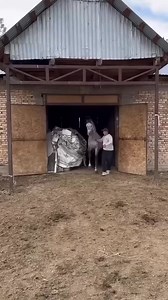 Equine Breeds on Reels