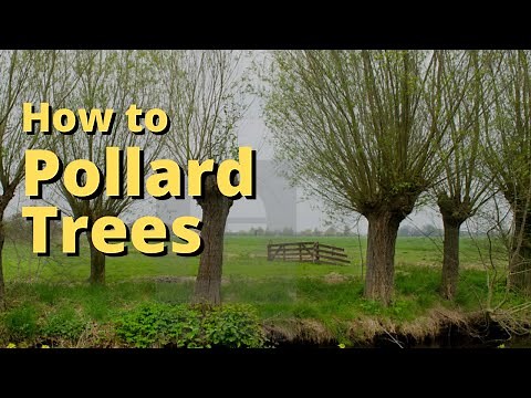 Pollarding a Tree