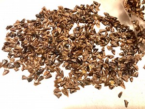 Balsam Fir Tree Seeds (ABIES BALSAMEA) - Etsy