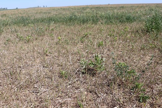 More answers to questions on the Supplemental Disaster Relief program