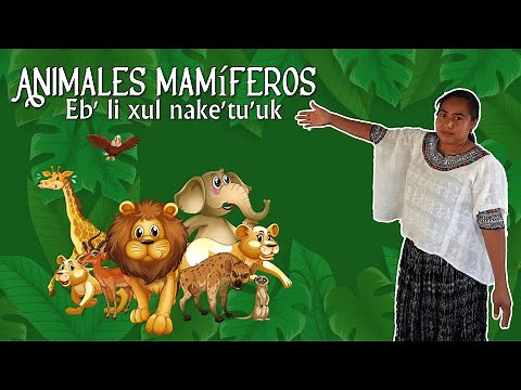+ PARTE 1: Los Animales Mamíferos en Q'eqchi' - Eb' li xul nake'tu'uk