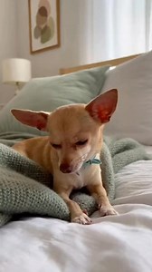 Bell in bed | Dennis Longtin