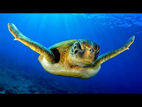 Ray Conniff - El Mar (Beyond The Sea) - Instrumental