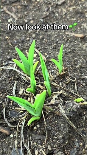 Dividing Daylilies – Then vs Now 🌱