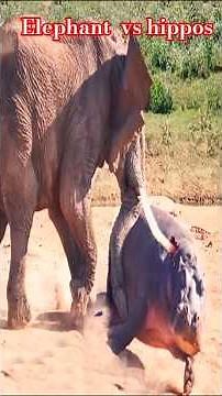 Elephant vs Hippo - elephant attacks hippo #trending #youtubeshorts #animals #animalkingdom #hippo