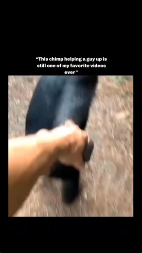 picpac on Instagram: "This video highlights the incredible intelligence of chimpanzees, who share about 98.8% of human DNA. It showcases their ability to use tools, solve complex puzzles, learn sign language, and recognize themselves in mirrors—clear signs of self-awareness. Each example challenges the idea that advanced thinking is uniquely human. The clip feels both educational and awe-inspiring, reminding viewers how closely connected we are to these animals. Watching chimps communicate, thin
