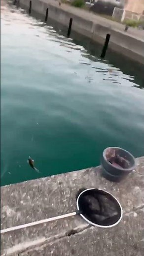 珍しく湾内でヒブダイ27センチが釣れました。サビキ仕掛けにサシエサをするといろいろな魚が釣れることがあります。大人気のみなべ店ミニ水族館にまた新しい魚が増えました。８月31日月曜日。