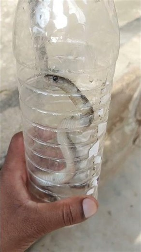 Pair me kat liya sap ne hamne use katliya🤣