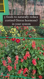 1. Dark chocolate & Brazil nuts combination- The flavonoids in dark chocolate is known to buffer stress reactivity in the adrenal glands which results in lower cortisol release. Brazil nuts are rich in magnesium which is a very well known mineral in stress management and relaxation. 2.Green tea- catechins and other polyphenols in green tea along with a calming compound called as L-theanine have been linked to reduce stress and increase mental alertness. 3. Pre-probiotics- are linked to better gu