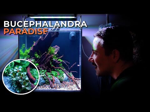 ANUBIAS & BUCEPHALANDRA PLANTED TANK | Planting Tutorial