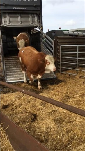 Handling Bulls: The Safe Unloading Process #bulls