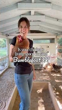 Here’s how to prevent bumblefoot in your flock 👇🏼