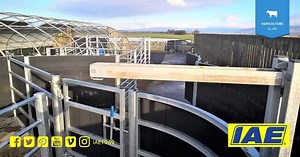 6.5K views · 75 reactions | Large cattle handling system complete with loading area at the forcing pen #IAE1969 #IAE1969Agriculture RSPB Scotland #CrookofBaldoon | IAE1969 | Facebook