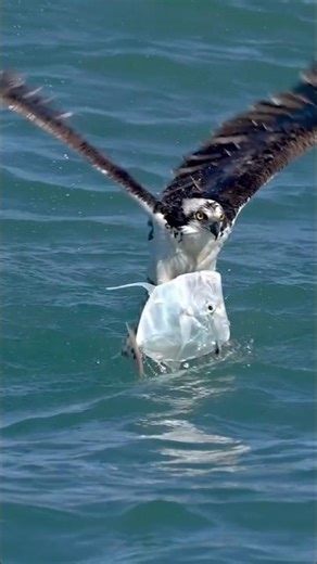 Beautiful creatures of nature