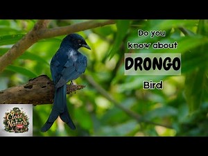 Drongo Bird: The Maestro of Mimicry in the Animal Kingdom
