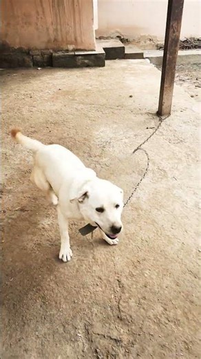 #lablador Hayrli tong🥰
