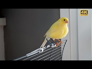 A Close Look at the YELLOW CANARY | 2023 [4K]
