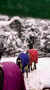 3.1K views · 241 reactions | Current conditions but the donkeys aren't too bothered by it lol! They teach us to keep moving forward through the storms. ❤️ | Donkey & Draft Rescue | Facebook