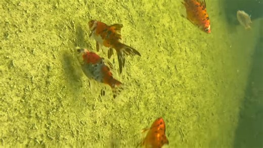The clearest pond we’ve ever found - and it was full of life